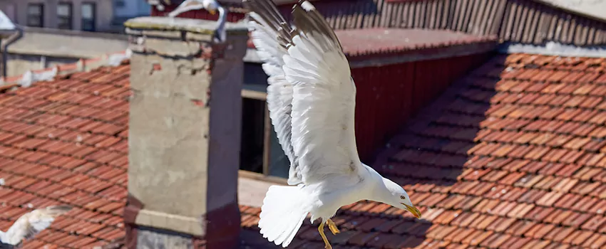 Residential Chimney Animal Removal Solution in Liberal, KS